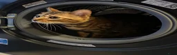 Bengal cats for sale: Bengal Cat For Sale - Advert 6