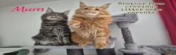 Maine Coon cats for sale: MaineCoon male kittens - Advert 7
