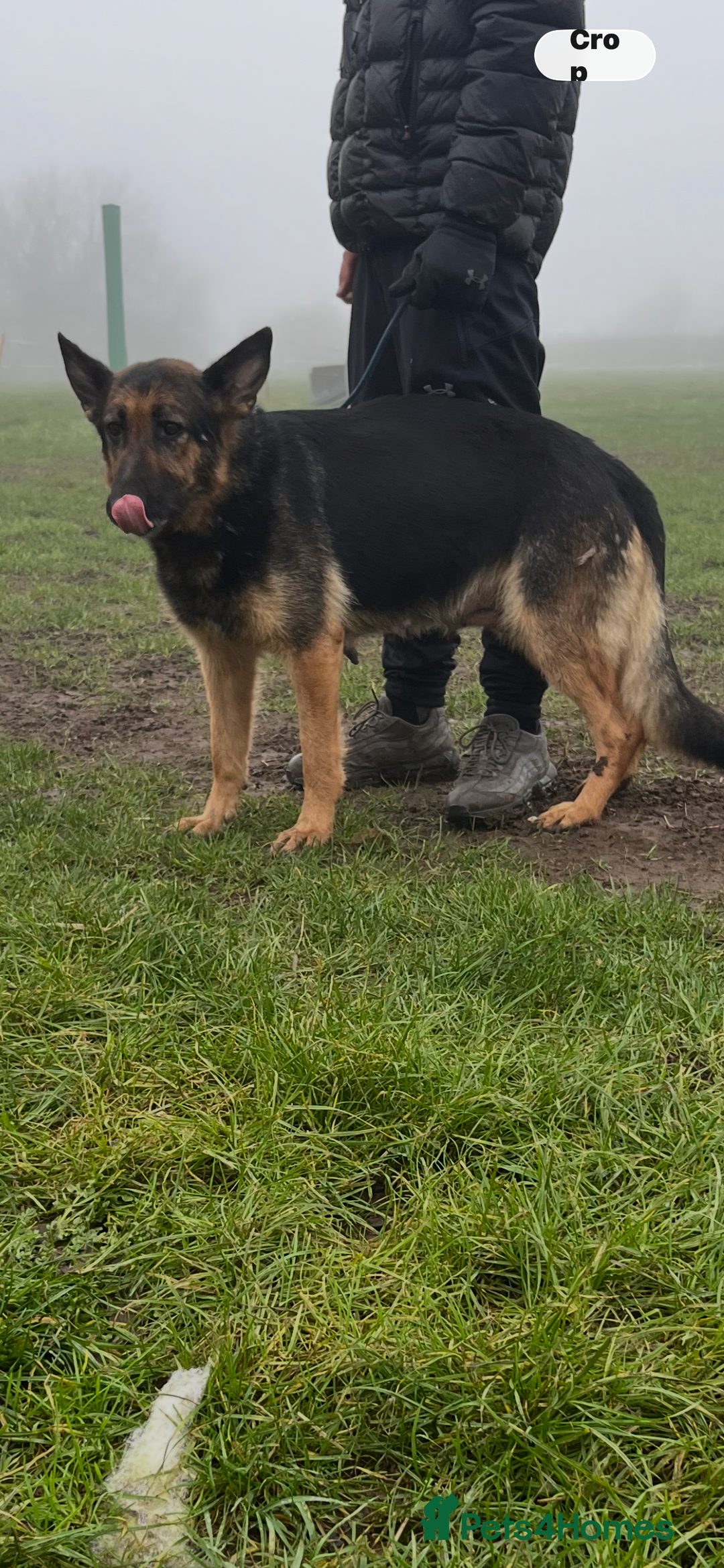 German Shepherd dogs for sale: German shepherd puppies - Advert 1