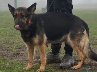 German Shepherd dogs German shepherd puppies - Advert 4