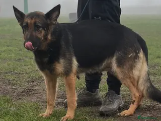 German Shepherd dogs German shepherd puppies - Advert 2