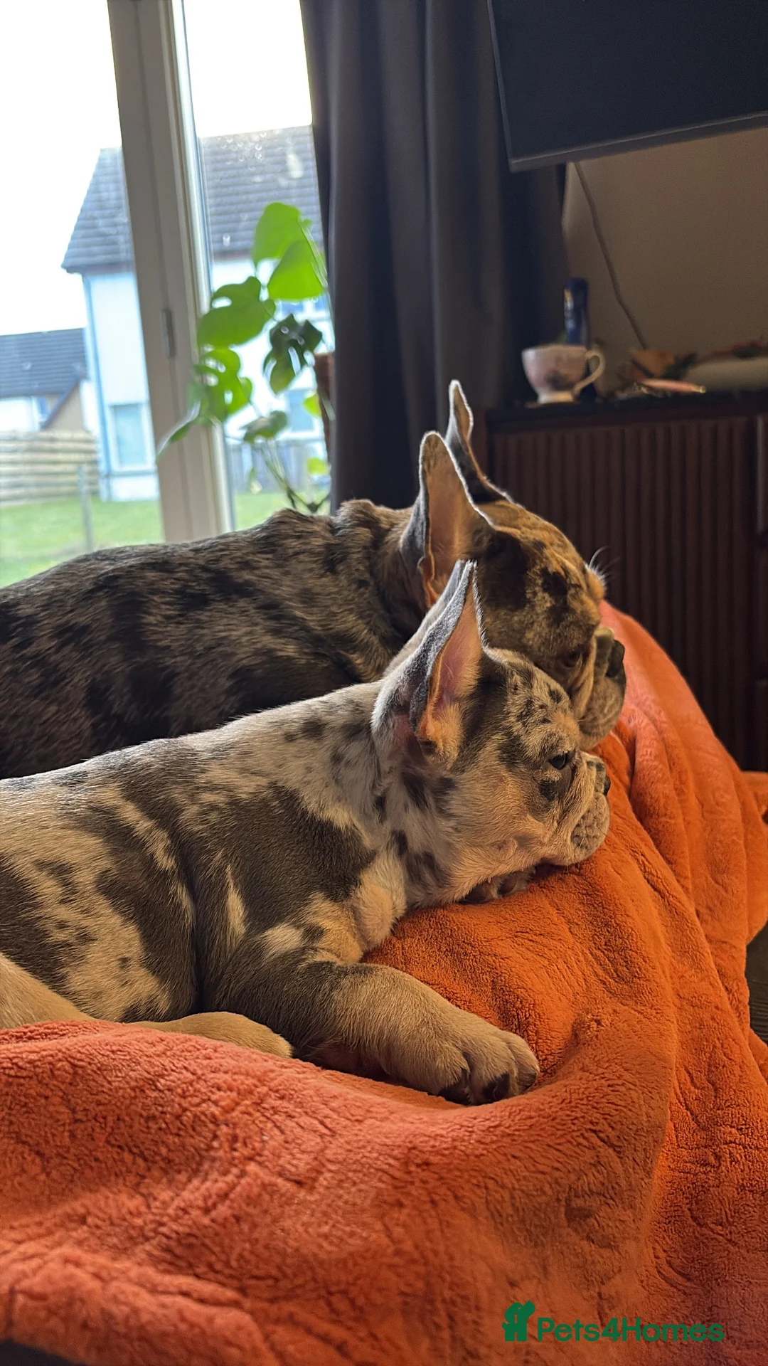 French Bulldog dogs for sale: *REDUCED*❤️‍🔥 - Advert 9