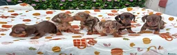 Miniature Dachshund dogs for sale: MINI DAXI KC REG PRA CLEAR - Advert 8
