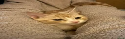 Domestic Shorthair cats for sale: 5 Beautiful Kittens - Advert 38
