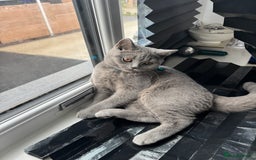 British Shorthair cats for stud: British shorthair for stud duties - Cardiff - Image 1