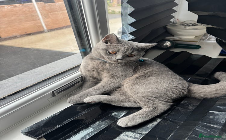British Shorthair cats - Advert 2