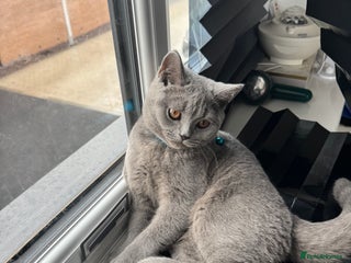 British Shorthair cats - Advert 2