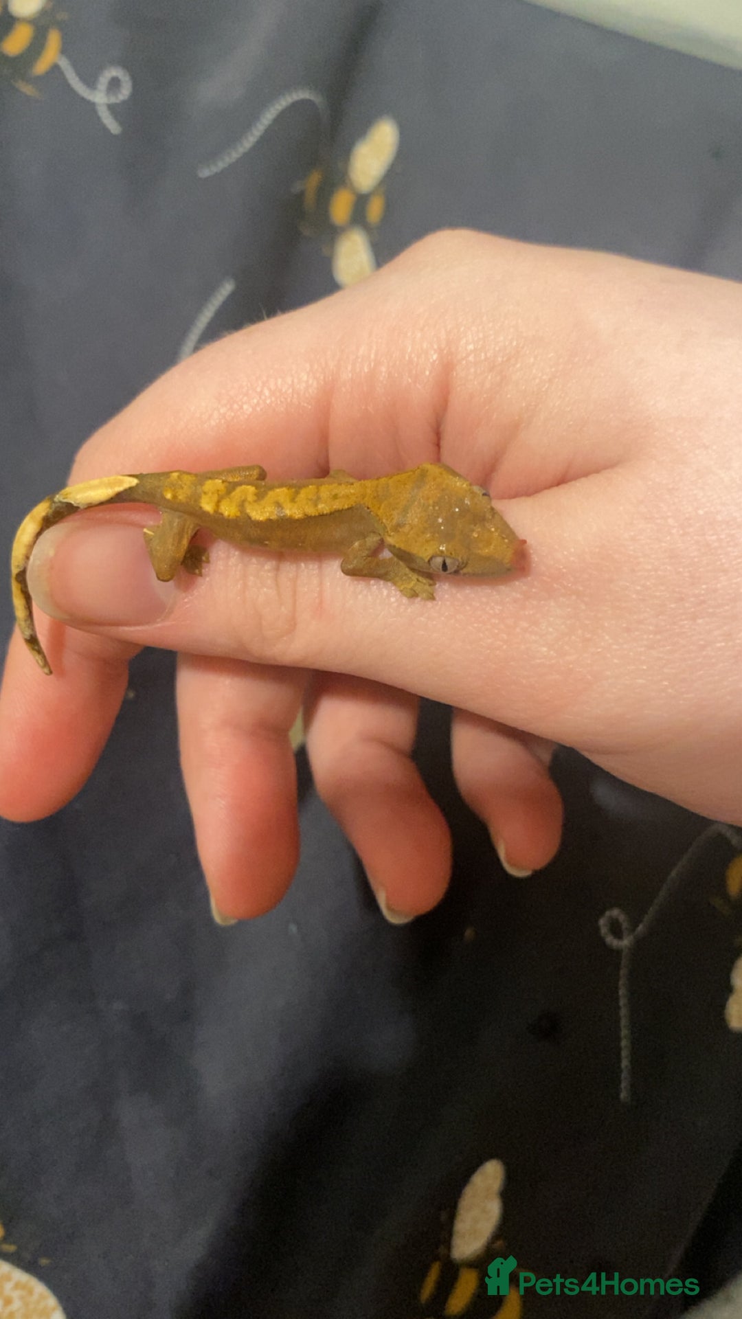 Gecko reptiles for sale: unsexed crested gecko ( NOT READY YET)  - Image 1