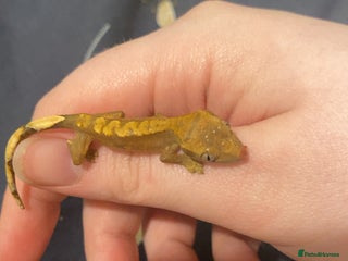 Gecko reptiles - Advert 15