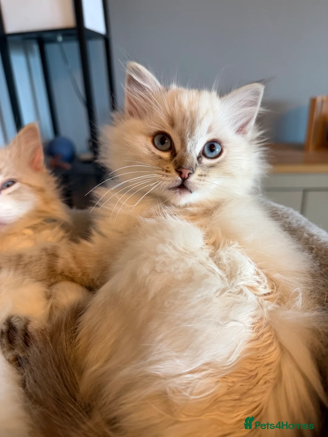 Ragdoll cats for sale: Beautiful Ragdoll Kittens (READY NOW) - Advert 2