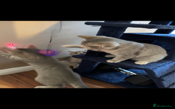 British Shorthair cats for sale: Beautiful British Shorthair Kittens - Ready Now - Advert 20