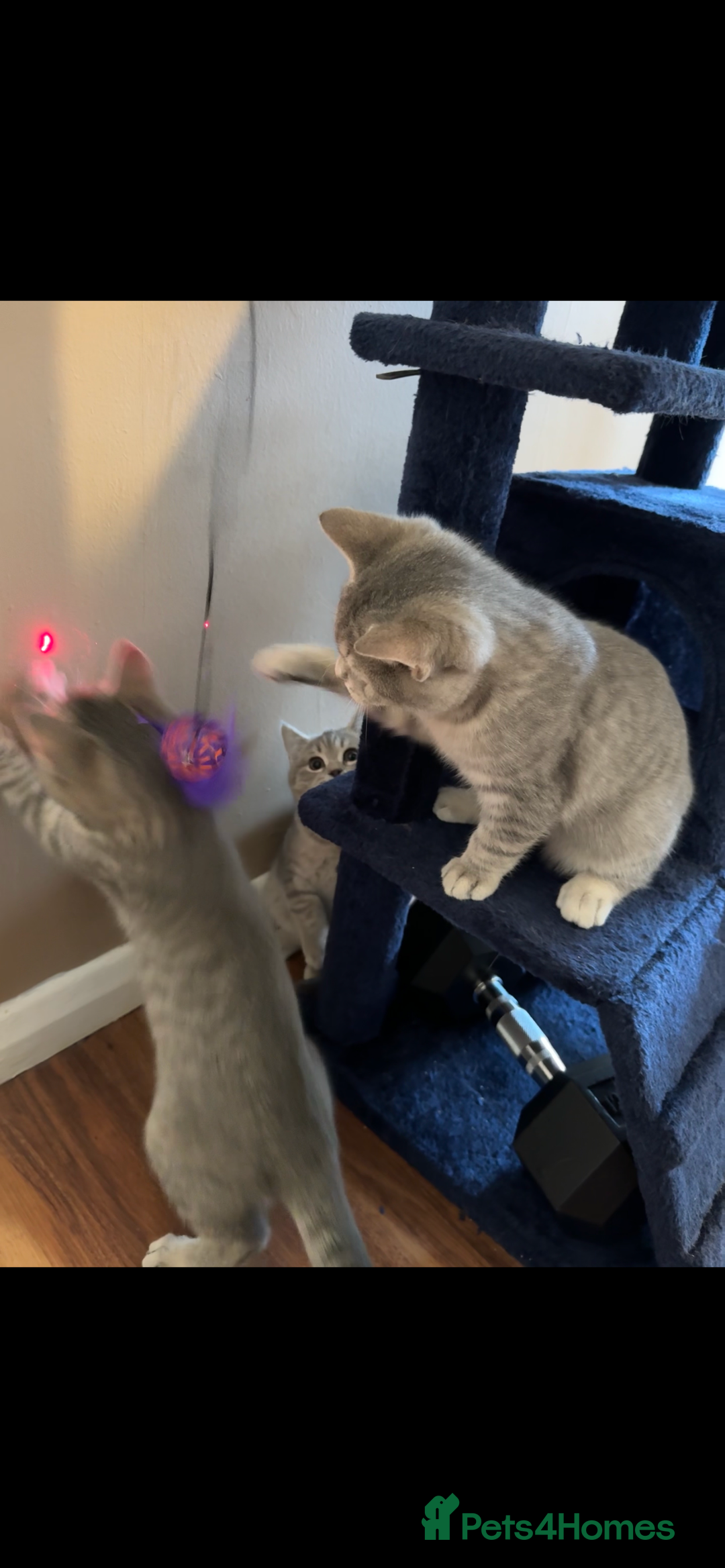 British Shorthair cats for sale: Beautiful British Shorthair Kittens - Ready Now - Advert 20