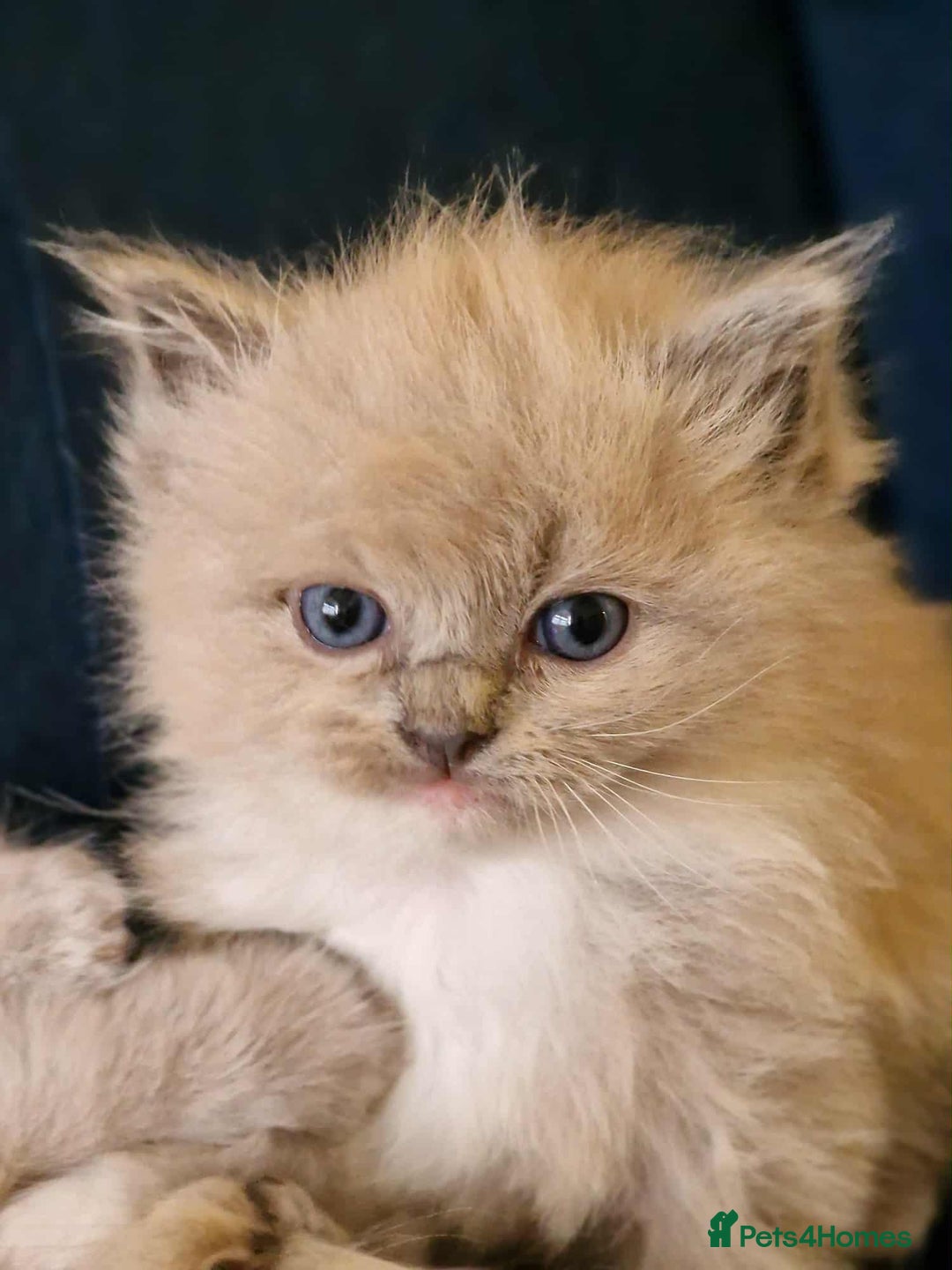 Ragdoll cats for sale: Stunning TICA Ragdoll Kittens - Mink, Sepia,  - Advert 17