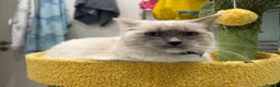 Ragdoll cats for sale: Beautiful Ragdoll  in Staines - Advert 3