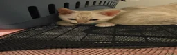 Bengal cats for sale: SNOW BENGALS TICA ACTIVE - Advert 8