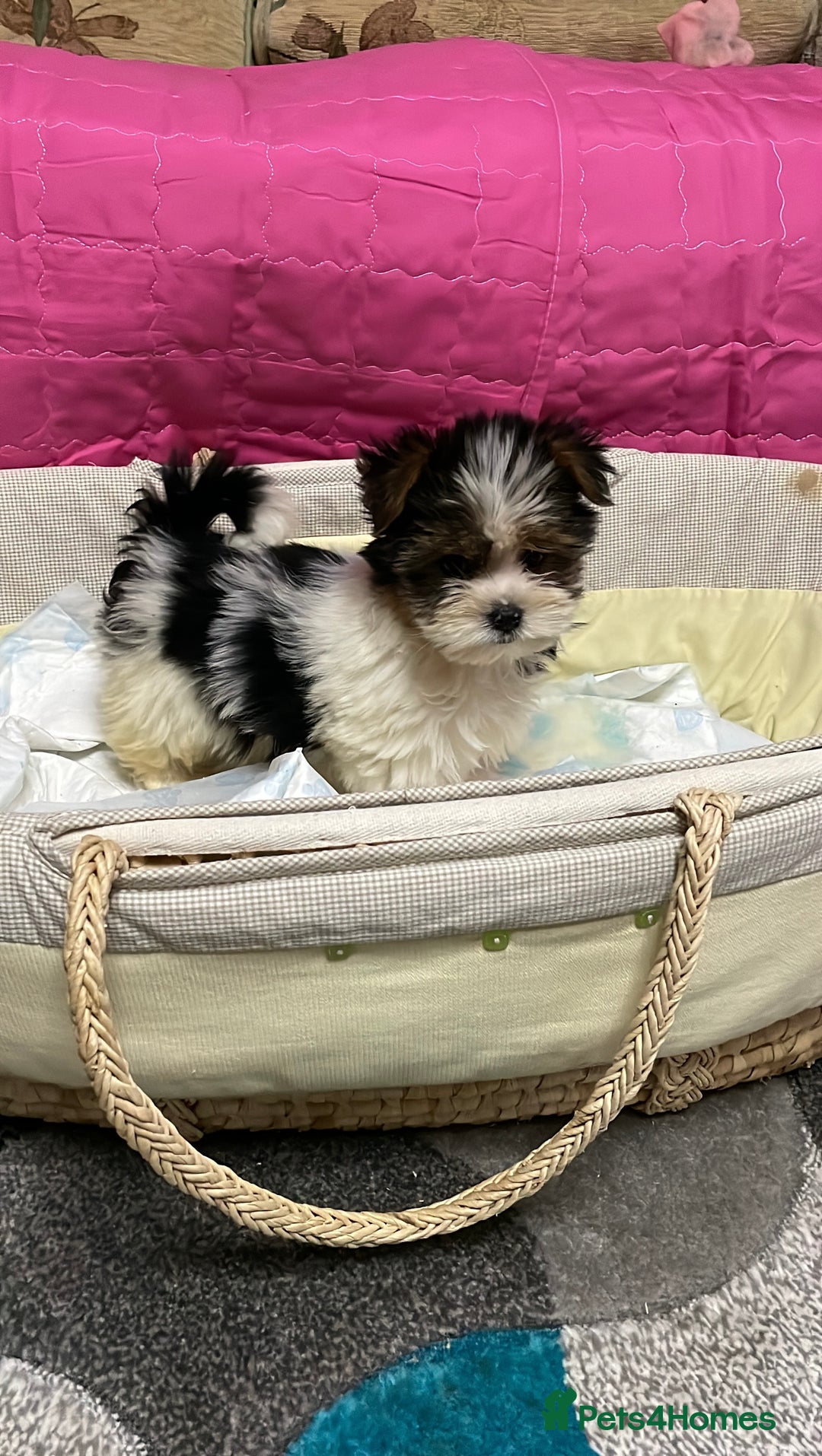 Biewer Terrier dogs for sale:  **  Biewer Terrier Babies Available 🥰 - Advert 15