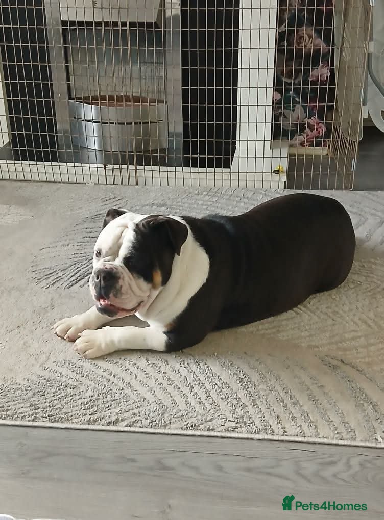 Olde English Bulldogge dogs Need a stud for my girl - Advert 1