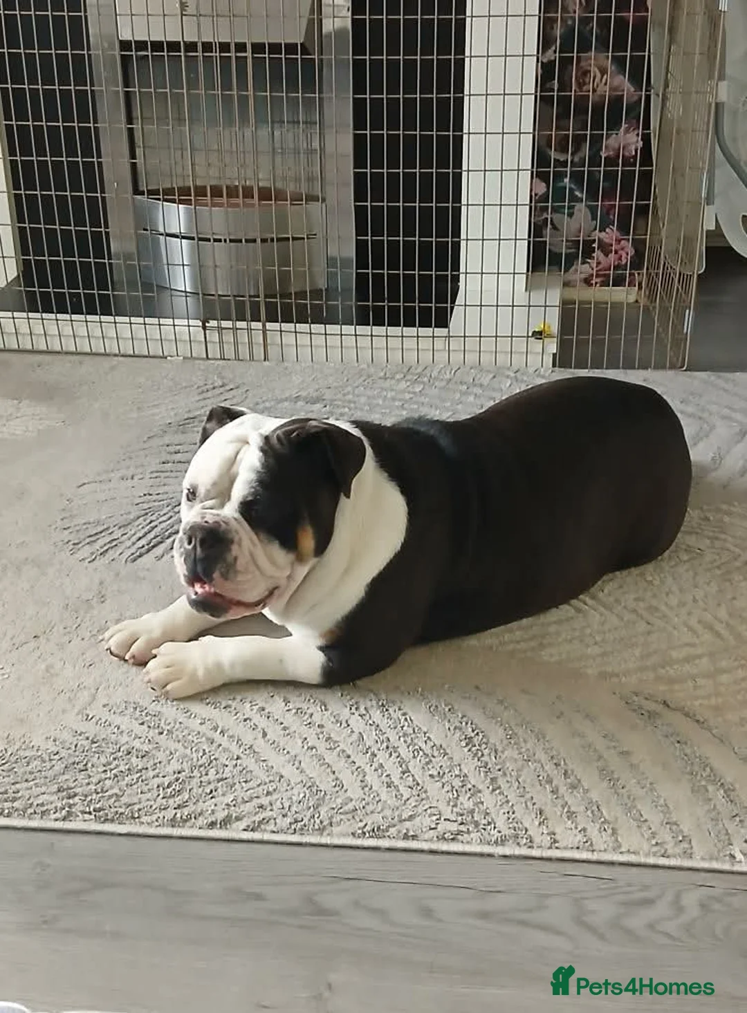 Olde English Bulldogge dogs for stud: Need a stud for my girl - Advert 1