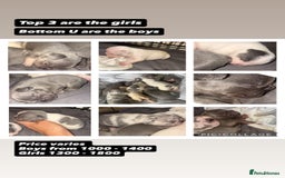 French Bulldog dogs for sale: 8 KC Reg’d French Bulldog Pups For Sale - Image 1