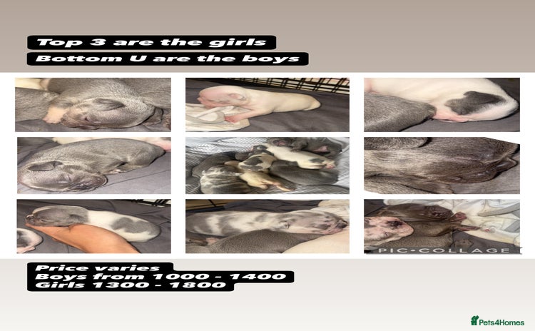 French Bulldog dogs - Advert 3
