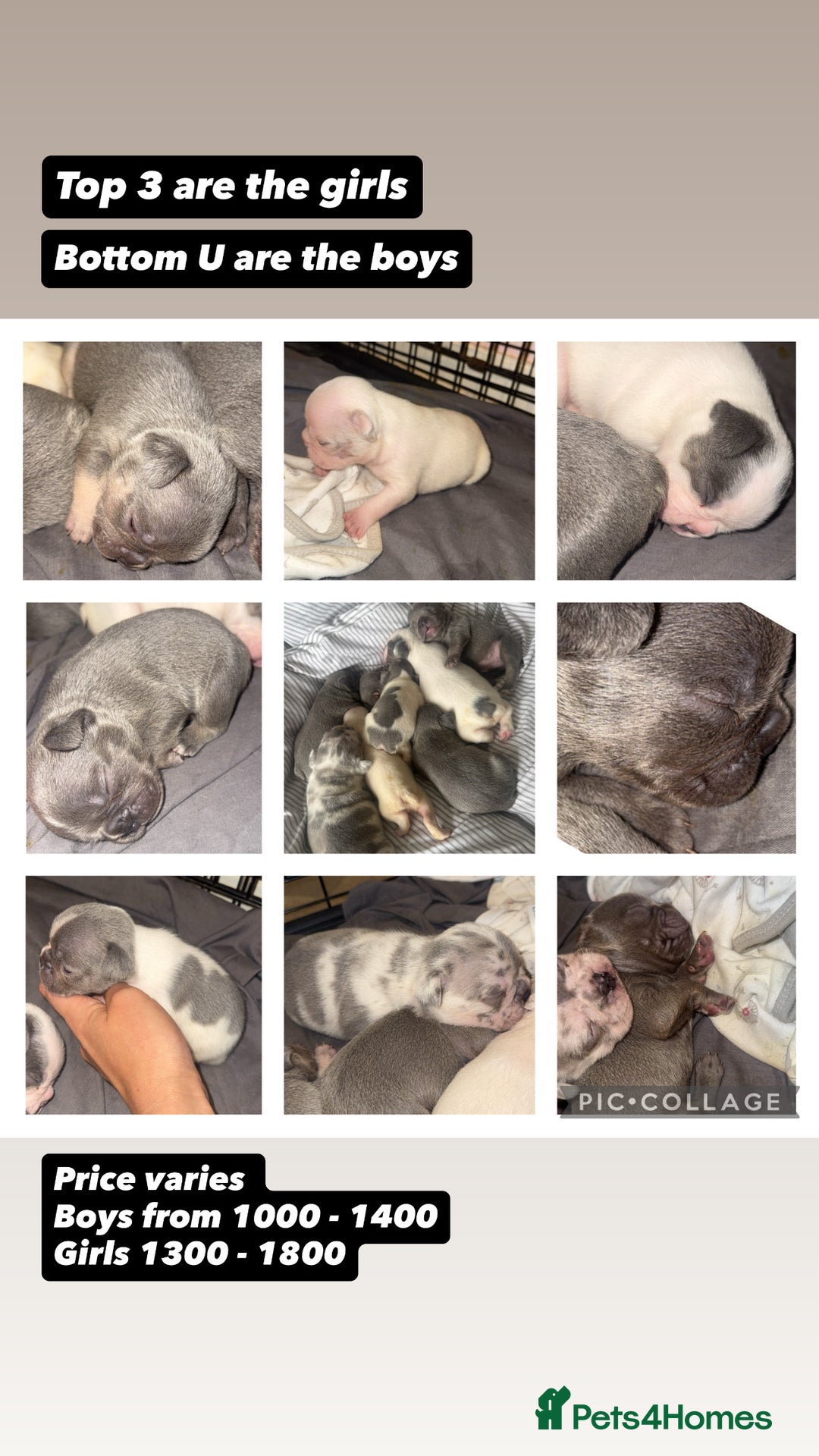French Bulldog dogs for sale: 8 KC Reg’d French Bulldog Pups For Sale - Image 1