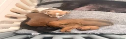 Mixed Breed dogs for sale: 5 jack Russel mix puppies - Advert 10