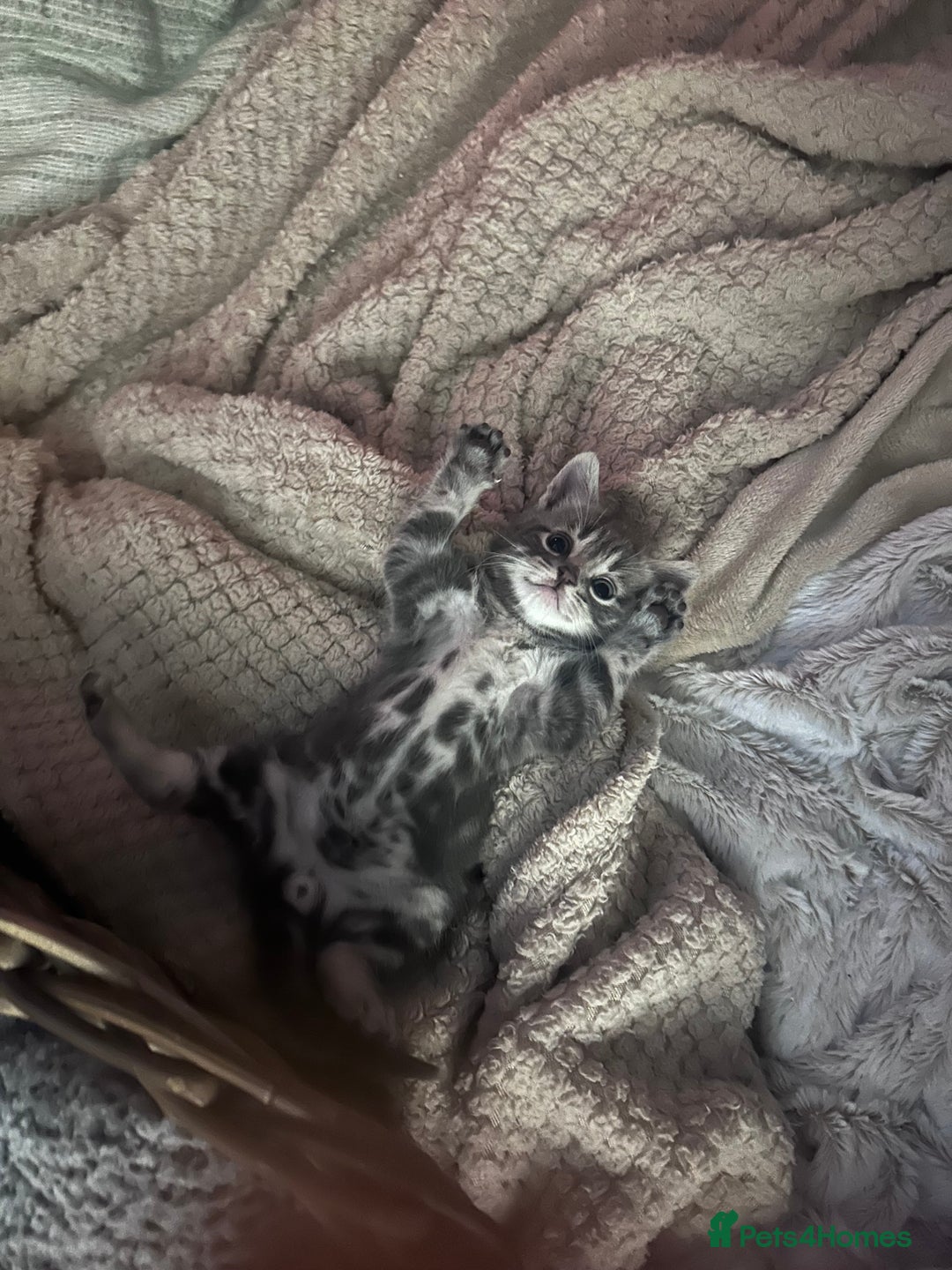 Mixed Breed cats for sale: 3 little grey cuties  - Advert 11