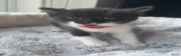 Mixed Breed cats for sale: Gorgeous kittens looking for forever home  - Advert 17