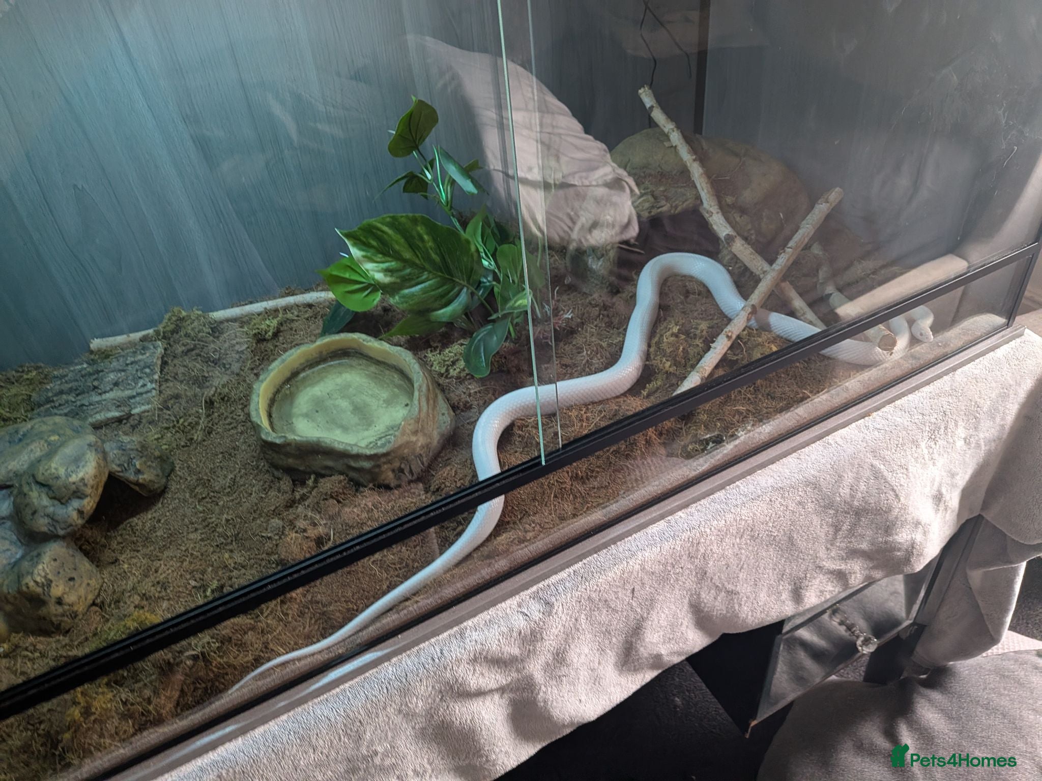Corn Snake reptiles albino corn snake for re-home - Advert 2