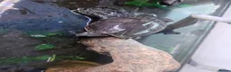 Turtle reptiles for sale: Turtle and full set up in Worksop - Advert 4