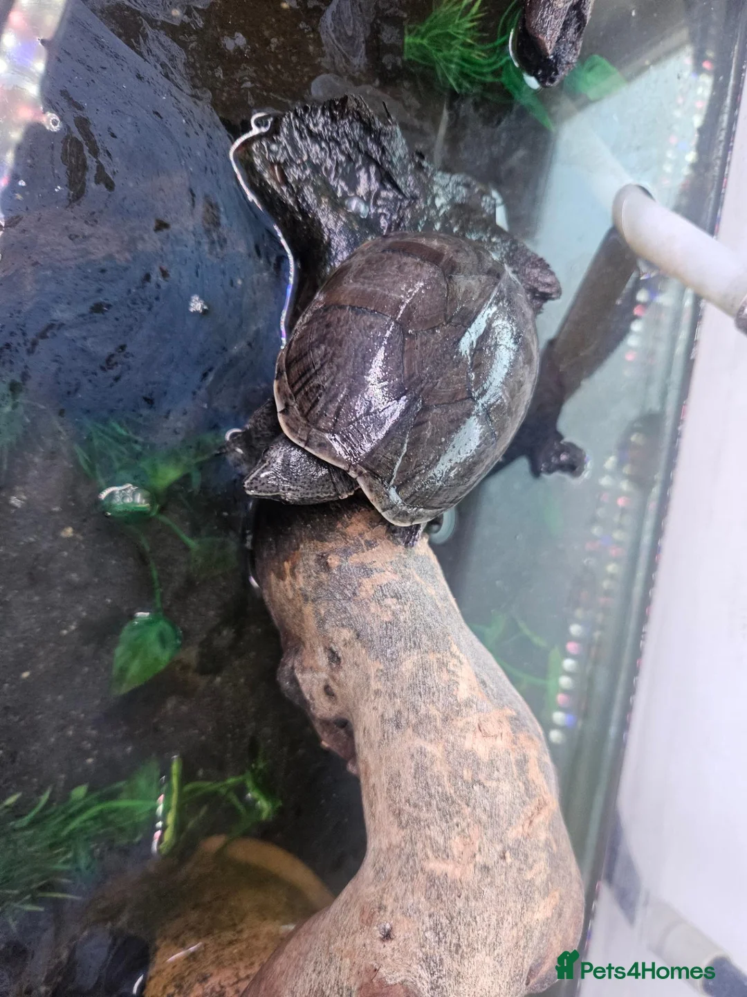 Turtle reptiles for sale: Turtle and full set up in Worksop - Advert 4