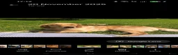 Golden Retriever dogs for sale: Gorgeous Golden retriever  - Advert 8