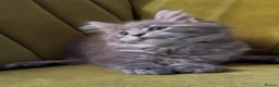 Maine Coon cats for sale: Blue tabby girl READY NOW umbilical hernia - Advert 27