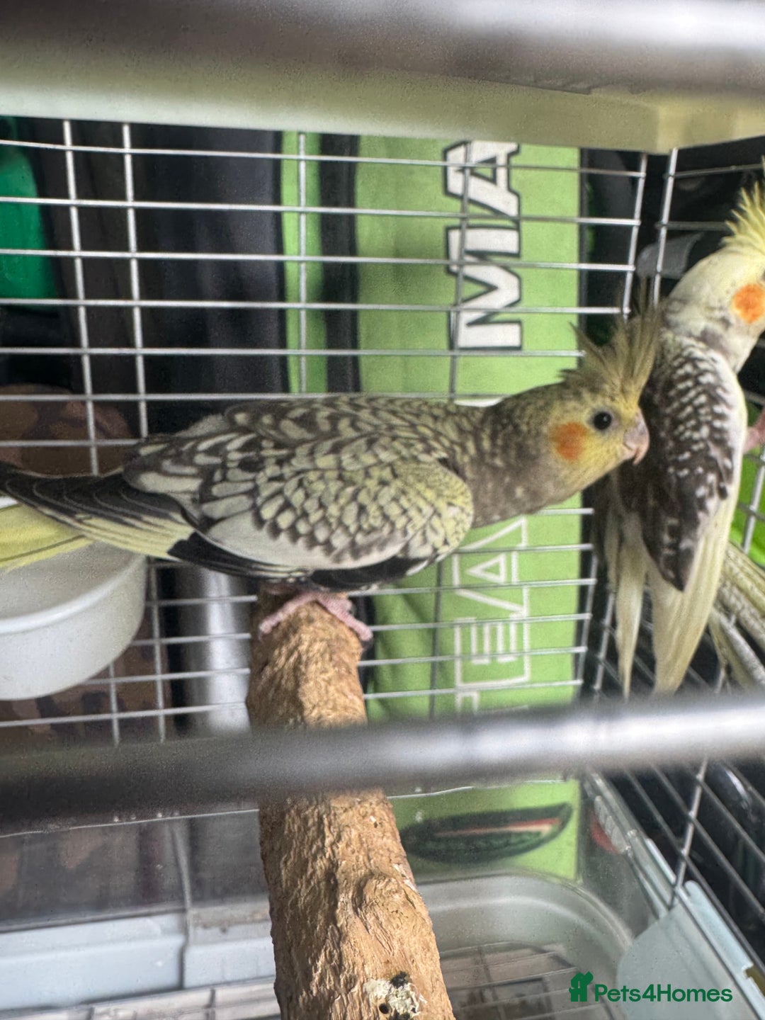 Cockatiels birds for sale: Baby cockatiels  - Image 8