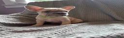 French Bulldog dogs for sale: French bulldogs  - Advert 9