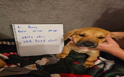 Mixed Breed dogs for sale: German Mastiff pups - Advert 10