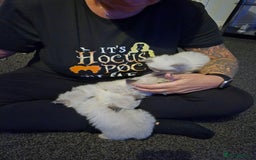 Ragdoll cats for sale: Ragdoll babies  - Image 18