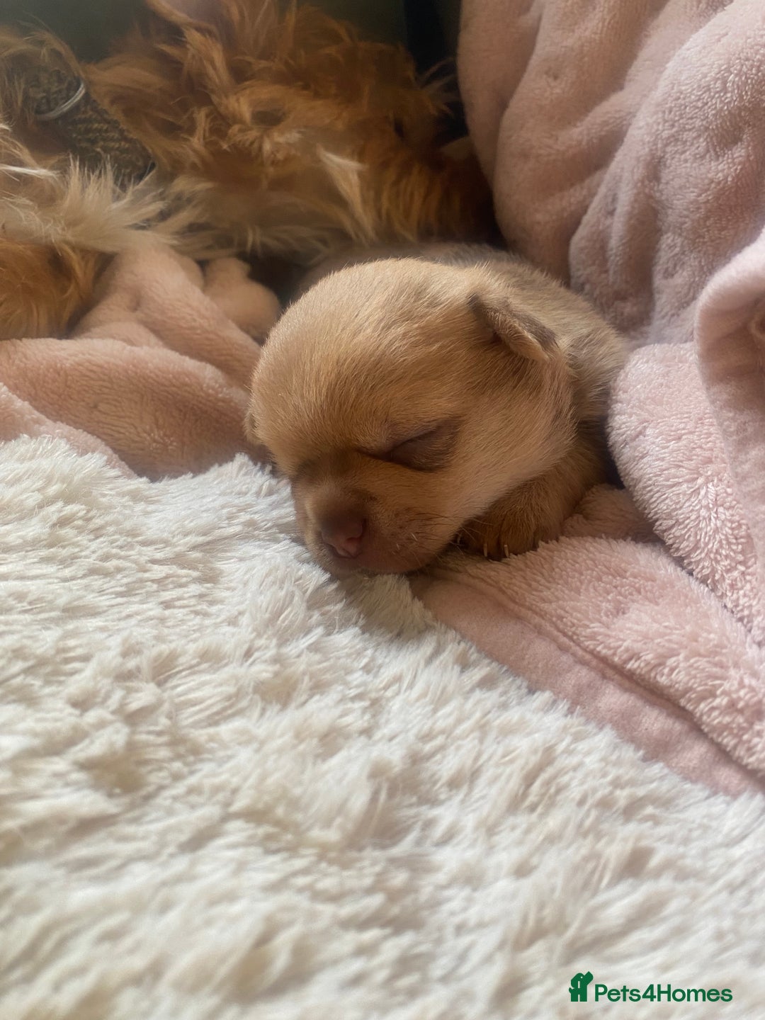 Chorkie dogs for sale: Chorkies Chihuahua/ Yorkshire terrier cross   - Advert 19