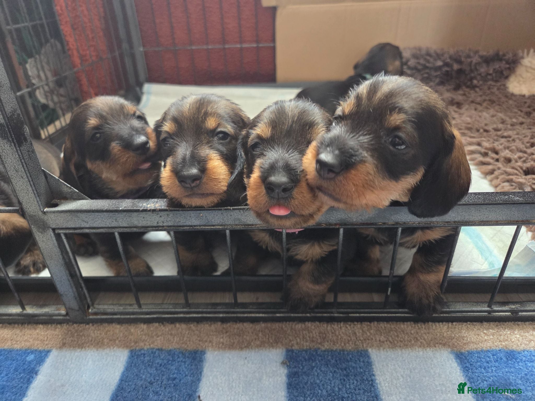Dachshund dogs Wirehaired Dachshund KC and health tested. - Advert 3