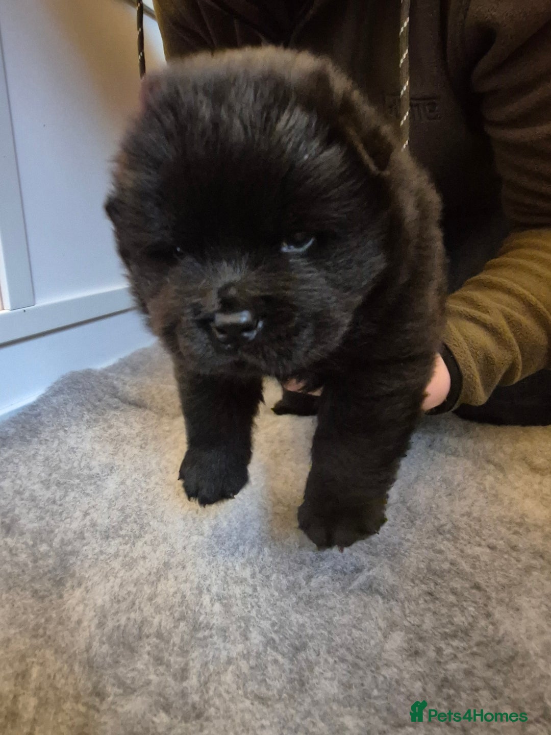 Chow Chow dogs for sale: Adorable Chow Chow puppies. Ready soon. - Advert 6