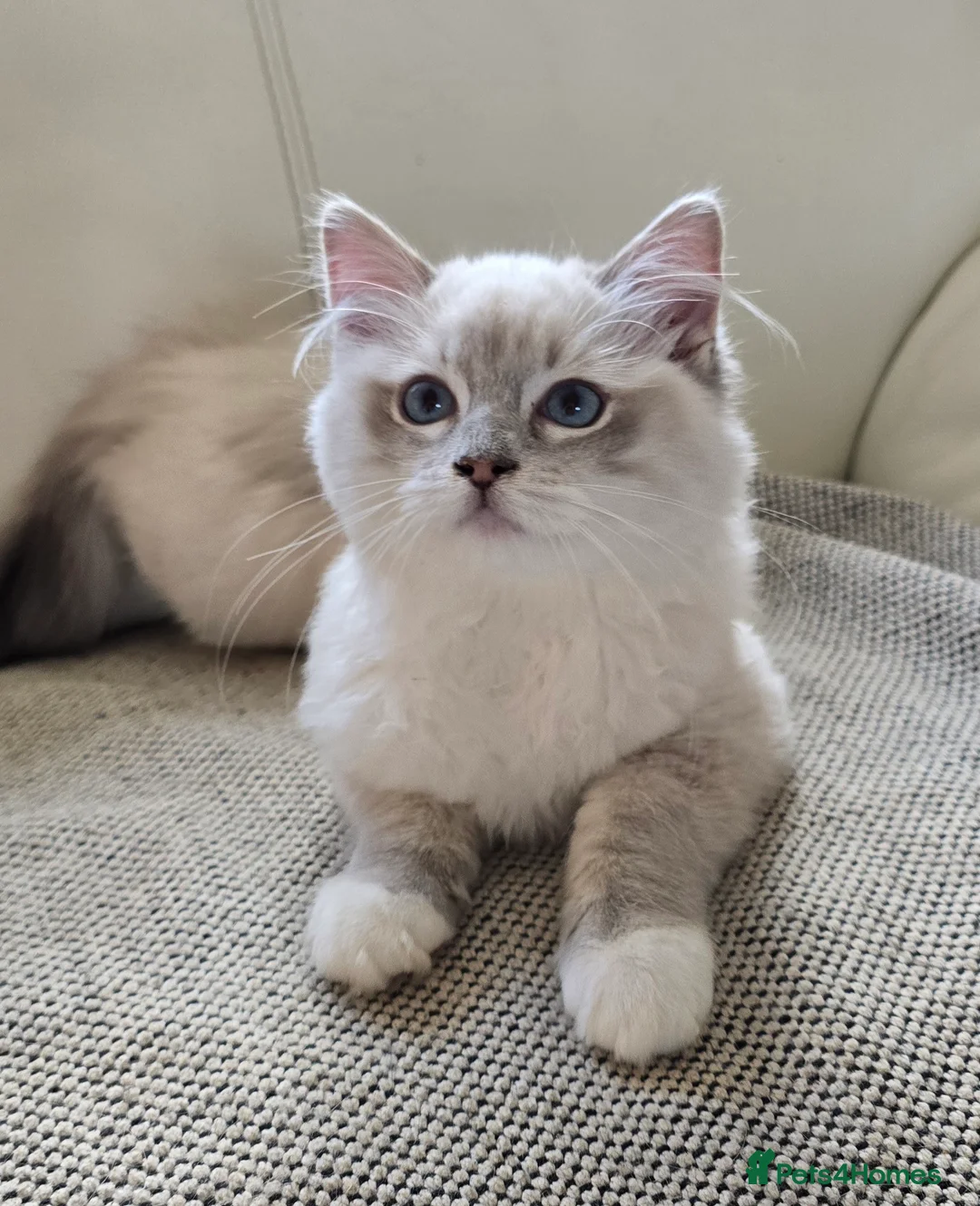 Ragdoll cats for sale: Stunning Ragdoll kittens .TICA registered  - Advert 3