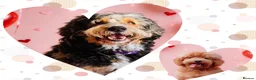 Bernedoodle dogs for sale: Beautiful large standard bernedoodle puppies  - Advert 1