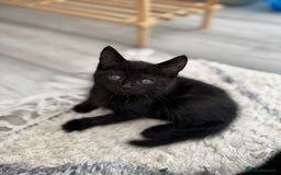 British Shorthair cats for sale: Kittens for sale  - Image 5