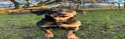 Huntaway dogs for sale: Quality Huntaway pups seeking fantastic homes - Advert 3