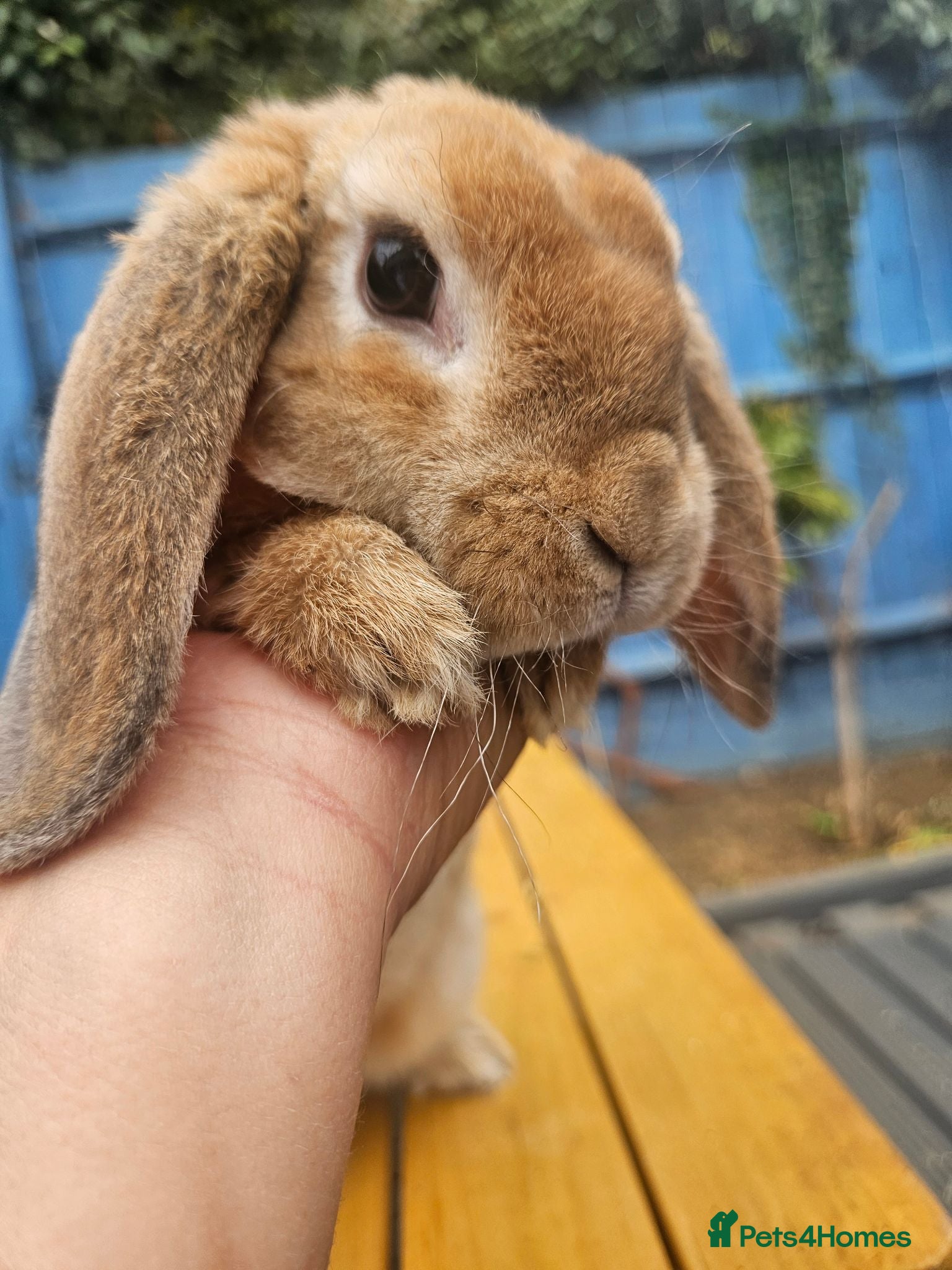 Mini Lop rabbits Show litter Purebred mini plush lop buck - Advert 1