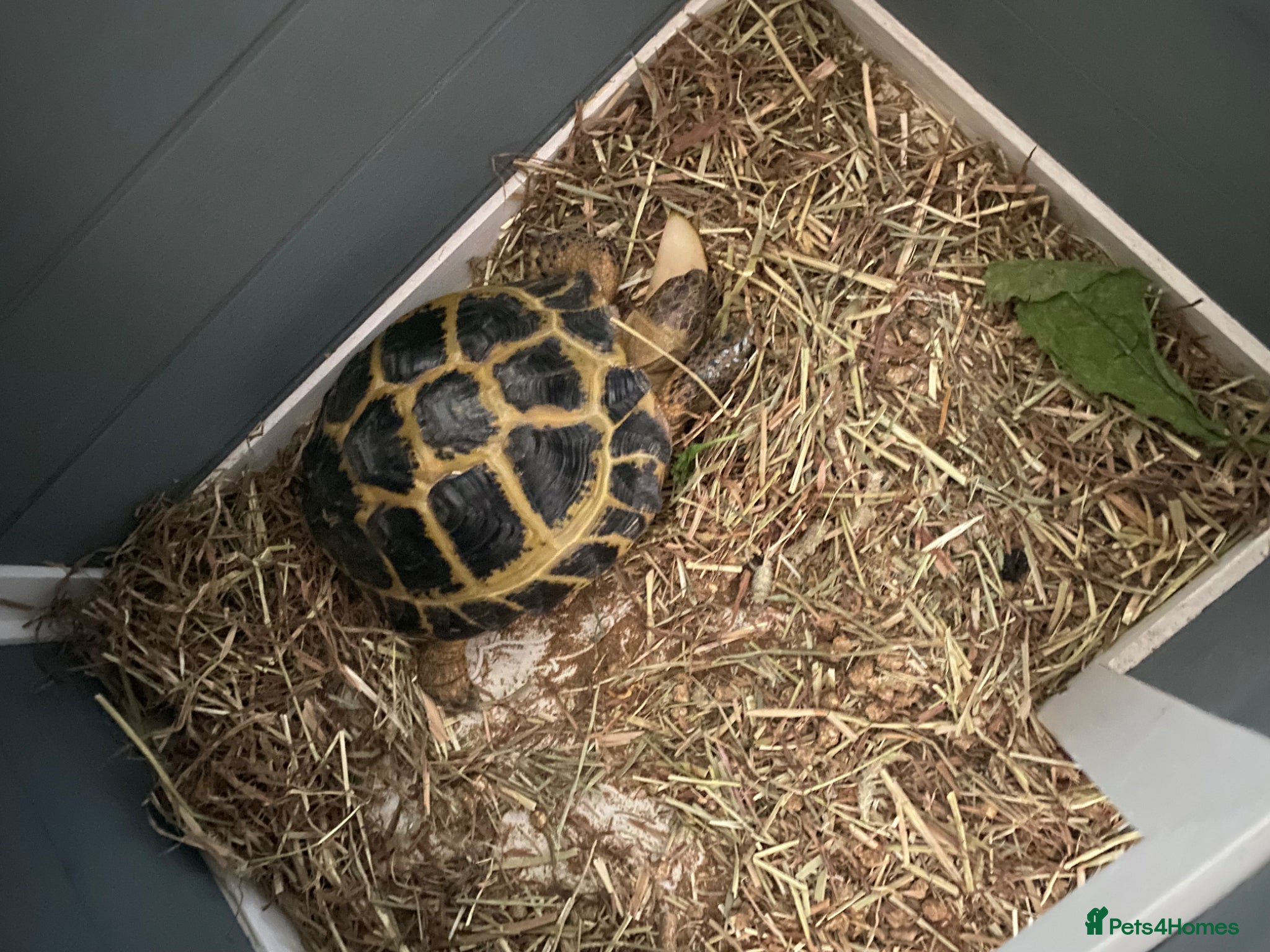 Tortoise reptiles Horsefield Tortoise and brand new enclosure  - Advert 2