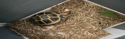 Tortoise reptiles for sale: Horsefield Tortoise and brand new enclosure  - Advert 1