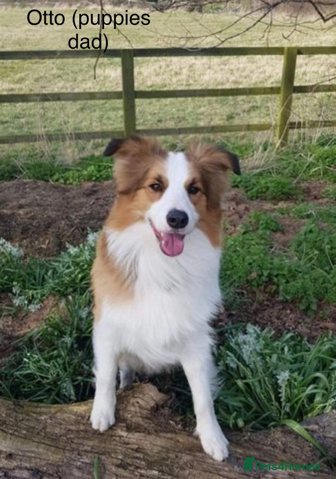 Border Collie dogs for sale: DUE 1st August Border collie Puppies - Image 13