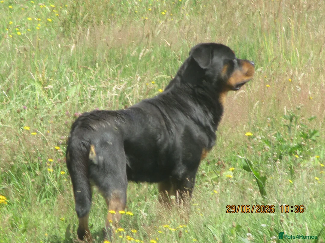Rottweiler dogs for sale: rottweiler adult bitch - Advert 2