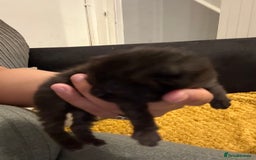 British Shorthair cats for sale: 2 kittens available now  - Image 4